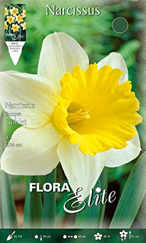 BULBI PRIMAVERILI NARCISO TRUMPET GOBLET CONFEZIONE DA 5 BULBI BULBS