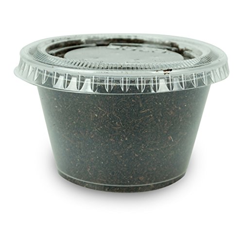 Josh's Frogs Black Soldier Fly Larvae (1000 Count - Small)