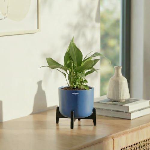 Image of Kyari Zamia ZZ Plant Indoor Live Plant with Grey Self Watering Pot 4 Inch - ZZ Plant Indoor Live Plant with Pot for Home, Office, Bedroom - Air Purifying Low Maintenance Plant