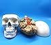 Human Skull and Brain Anatomical Model, Anatomically Accurate Human Skull and Brain Life Size Anatomy Model for Science Classroom Study Display Teaching Model