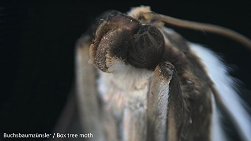 Bresser 3D Stereo Mikroskop Biolux ICD 20x mit 20x Vergrößerung für Kinder und Erwachsene zur Beobachtung von Gesteinen… – Bild 6