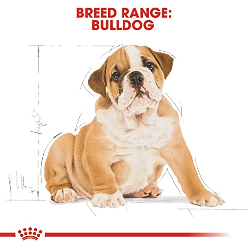 Royal Canin Bulldog Junior 3 kg, 1er Pack (1 x 3 kg)