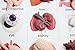 Curious Minds Busy Bags Montessori Human Organ Match - Miniature Body Parts with Cards to Match - Early Childhood Biology Learning Toy