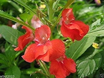 Impatiens Balsam 100 Seeds Red Balsamin Flowers, Fast Growing, Sun Loving