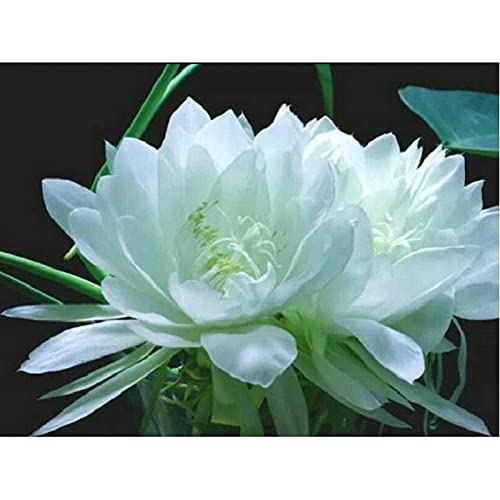 Peinture diamant 5d complet fleurs blanches grand format 60x120cm pour broderie point de croix