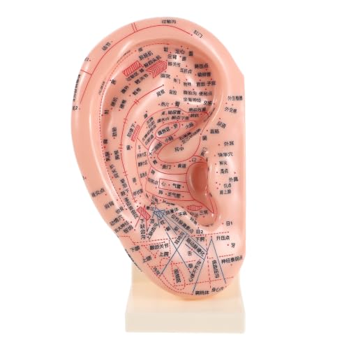 Figura de acupuntura auricular 3D SOLUSTRE en PVC con soporte estable para aprendizaje