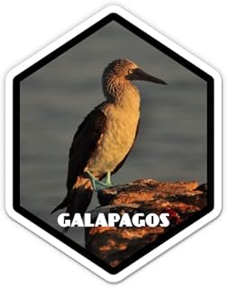 Squiddy Galapagos - Vinyl Sticker Decal for Phone, Laptop, Water Bottle (3" high)