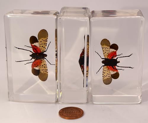 Image of 72mm Real Spotted Lanternfly Cicada w /Open Wings in Crystal Clear Lucite Resin Specimen Preserved Insect Taxidermy Crafts Collection for Biology Science Education & Desk Display Supplies