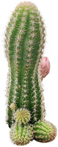 SUCCULENTS BOX | Unique Collection of Live Cactus Plants, Peanut Cactus (2 inch), Hand Selected, Rare Varieties for Gift or Home Décor