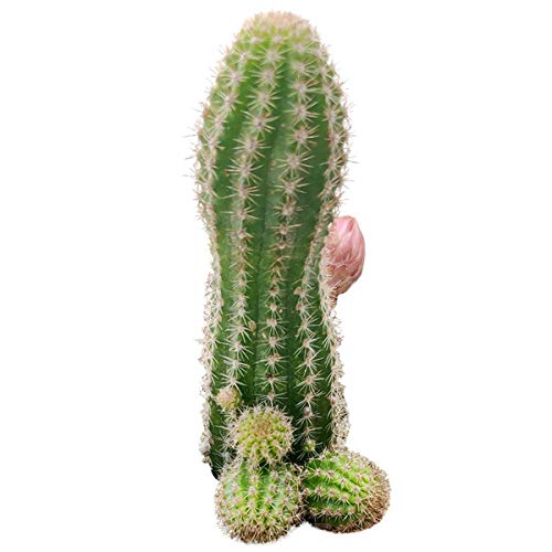 Succulents Box | Unique Collection Of Live Cactus Plants, Peanut Cactus (2 Inch), Hand Selected, Rare Varieties For Gift Or Home Décor #TOP17