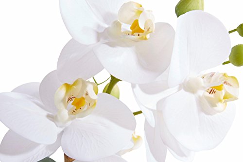 Phalenopsis Gasper en vase blanc pour décoration de table basse lumineuse - 8