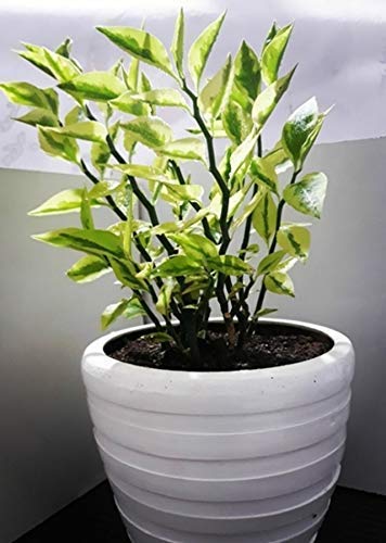 Nagdon Live Plant Black Pot (B0BLYVZD6C) Amazon Price History, Amazon Price Tracker