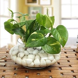 Lucky Money plant ||money plant with glass pot filled with pebbles Price In India