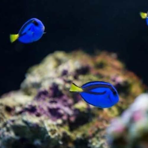Swimming Creatures™ Live Saltwater Aquarium Marine Fish – 1 Blue Hippo Tang Tiny (Paracanthurus hepatus) – Vibrant Blue Surgeonfish. (Size Approx. 3/4-1")
