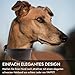 FAVPET Echtleder Windhund Halsband mit QR Code Anhänger, Weiches Lederhalsband Hund Breit Whippet Italienisches Windspiel Saluki Lurcher Spanischer Galgo Greyhound Podenco, Hundehalsband Leder (XS)