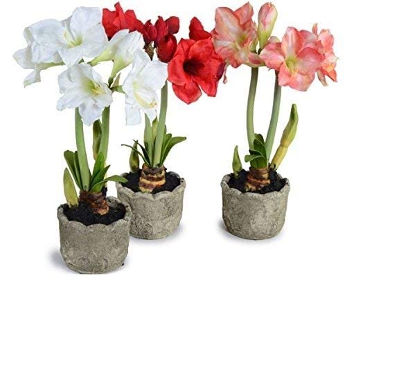Bahan Traders Amaryllis Lily Flower Bulbs (Multicolour, Pack of 5)