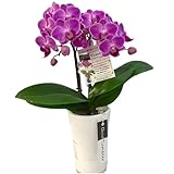 月に一回の水やりでOK 底面給水ポット 胡蝶蘭 2本立ち ピンク系 タンブラースリム 3号鉢 椎名洋ラン園 胡蝶蘭の育て方付き