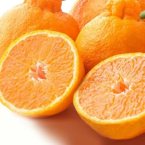 [先行予約]不知火 秀品大玉 6個入 (約2kg) 樹上完熟[KT2]