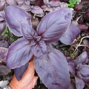 25 semillas de albahaca ópalo semioscuro