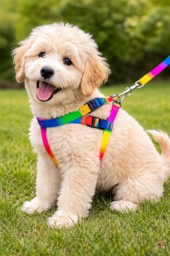 Image of Dog Trust Colourful Adjustable Nylon Puppy Leash Harness and Collar Combo, Suitable for Puppy 15 mm Multicolor (Collar + Harness + Leash) 01
