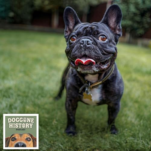 French Bulldogs: Adorable Clowns
