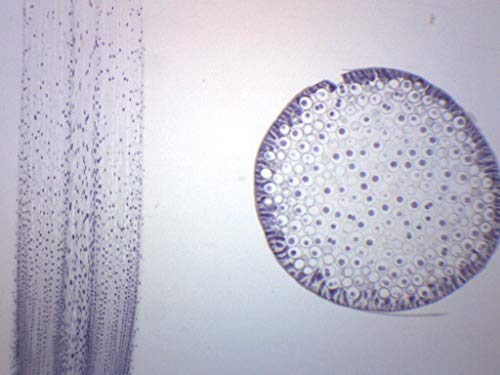 EISCO Ascaris and Onion Mitosis Prepared Microscope Slides #TOP23