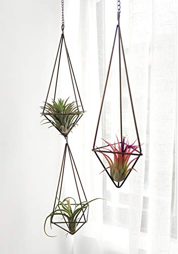 Dahey Hanging Air Plants Holders Unique Metal Airplant Hangers With Chain Air Fern Display Himmeli Geometric Planter For Indoor Home Decor, 3 Pcs, Bronze #TOP2