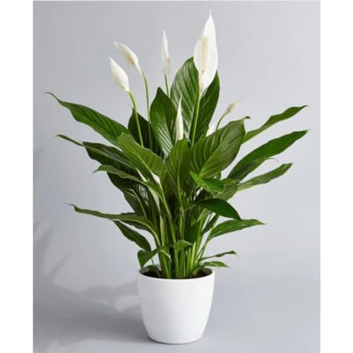 CAPPL Air Purifier Peace Lily Plant, Spathiphyllum Live Indoor Plant in Pot height 10 cm in Plastic Pot (Black, White or Brown Pot)