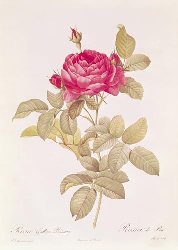 Cuadro de Rosas para Salón Mural Pierre Redouté Lienzo Decorativo 60x90cm
