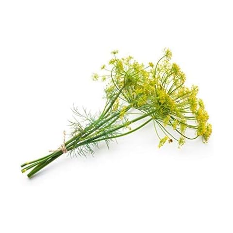 OrOlam Dill Bouquet Herb (Green) Organic Non GMO 250 Seeds Cover