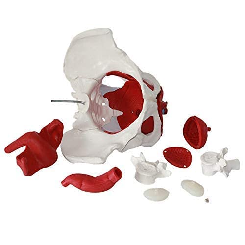 Model Anatomii Pnia, Model Miednicy Żeńskiej Z Ruchomymi Narządami, Rozmiar Naturalny, Anatomia Miednicy I Miednicy Żeńskiej, Model Zasobów Kości Medycznej Ludzkiej