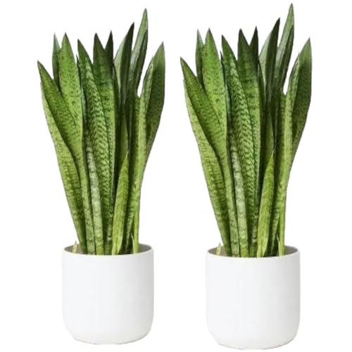 Snake Plant | Good Luck Snake Plant pack of 2 | Snake Plant Indoo...