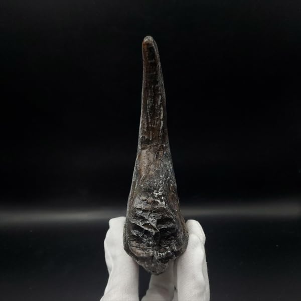 アロサウルス 爪 化石 レプリカ 約163.34mm arr12 Amazon | 【化石専門店 LOLO】アロサウルス 爪 化石 レプリカ 約