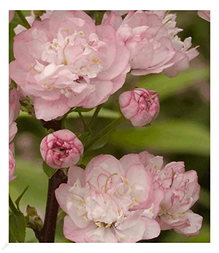 BALDUR Garten Mandelbaum, 1 Pflanze, Prunus triloba, Zierstrauch, winterhart, blühend - gefüllte, rosa Blüten, Prunus triloba, mehrjährig, Rosengewächs