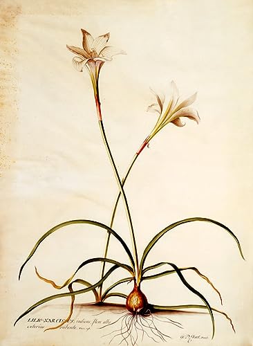 Tableau Lilio Narcisse Georg Dionysius poster art mural chambre