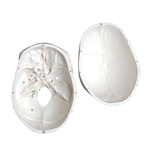 Wellden Medical Anatomical Human Skull Model, 3-Part, Numbered, Life Size - Thumbnail 3