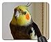 Produktbild Mouse Pads - Bird Cockatiel Macro Colorful Close Colorfull