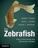 The Zebrafish