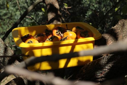 MACHIAVELLI START Rechteckige Schüssel Gelb Kunststoff Kapazität 10 l Mehrzweckwanne Maße 42 x 31 x 15,5 cm