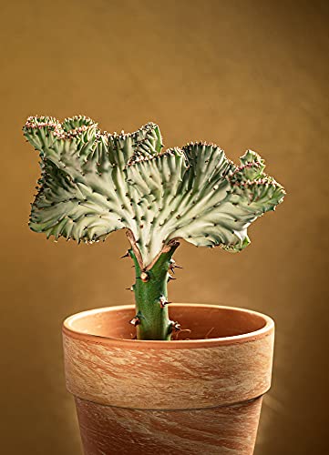 Euphorbia Lactea Cristata