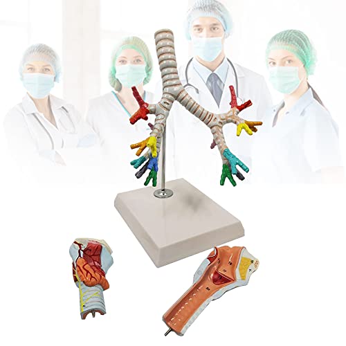Anatomie pulmonaire bronchique du larynx humaine avec modèle anatomique d'arbre