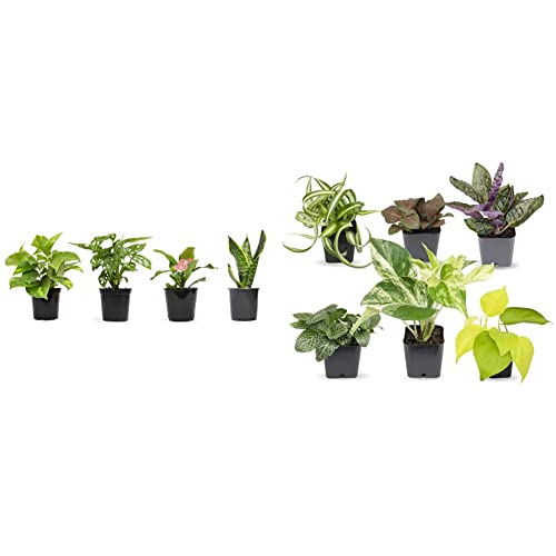 Altman Plants, Classic Houseplant Collection Live Plants Indoor Plants Live Houseplants In Plant Pots & Easy To Grow Houseplants, Live House Plants In Plant Containers #TOP10