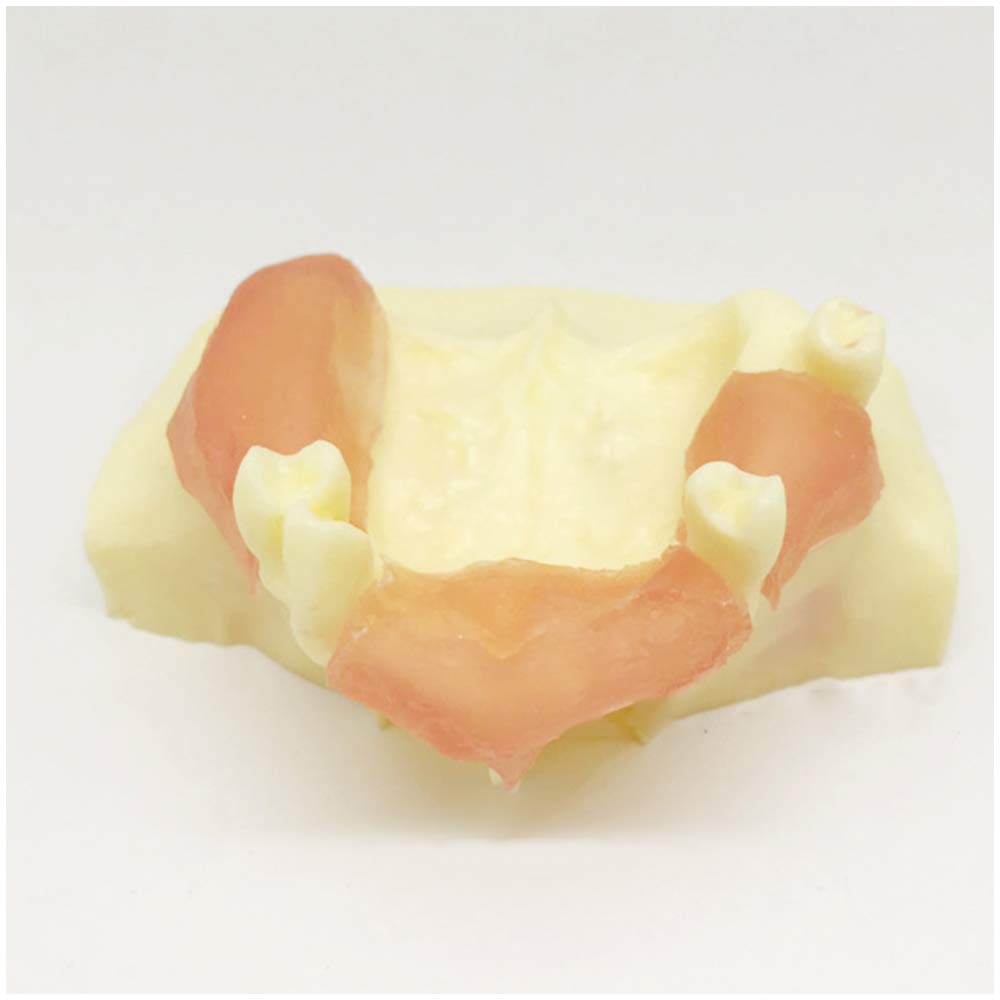 Sjdopulse A Dental Teeth Study Teaching Model - Dental Teeth Maxillary Sinus Model - Simulation Oral Tooth With Gum - Typodont Teeth Model - For Teeth Exam Practice (A)