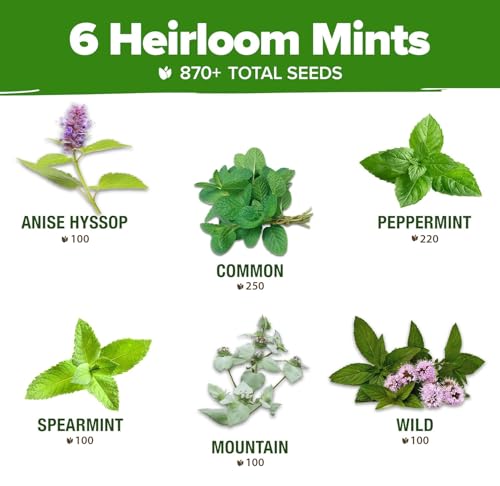HOME GROWN Mint Seeds Variety Pack - 870+ Heirloom Non-GMO USA Peppermint, Spearmint & More - Herb Seeds for Planting Indoor Outdoor Garden - Fresh Mint for Tea & Cooking - Image 3