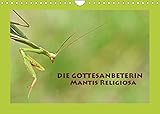Autor(es): GUGIGEI Die Gottesanbeterin Mantis Religiosa (Wandkalender 2022 DIN A4 quer)