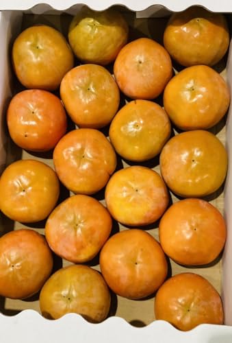 F{Y xL` Di  5kgy002zTCY 3k?r F{ Y ʔ t[c 蕨 Ε Mtg  F{