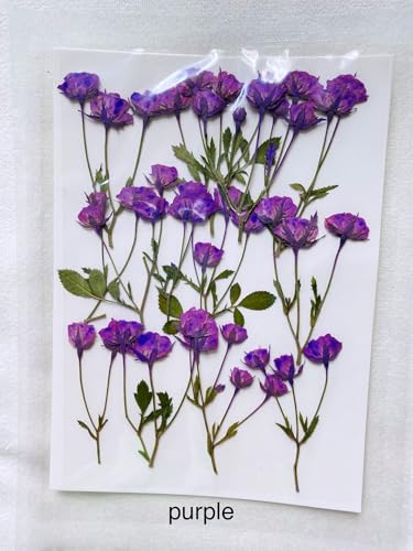 12 piezas de mini capullos de rosa prensados y secos miniatura 3