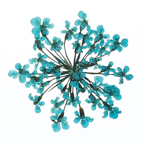uxcell 24 piezas flores prensadas secas para manualidades miniatura 1