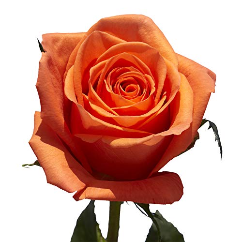 Globalrose Orange Roses- 50 Fresh Flowers Delivery #TOP1