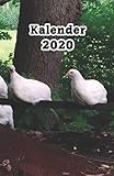 Kalender 2020: Hühner/Eier Kalender/Landwirt/Hobbyzüchter/Legeaufzeichnung/Eier Legeleistung - Michael S. 